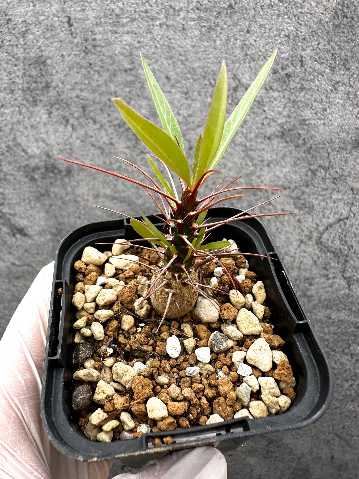 【現品限り】フォークイエリア・プルプシー 実生【C24】 Fouquieria purpusii