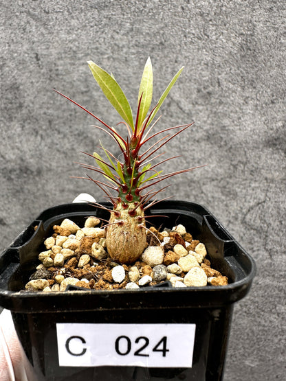 【現品限り】フォークイエリア・プルプシー 実生【C24】 Fouquieria purpusii