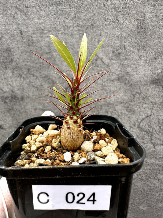 【現品限り】フォークイエリア・プルプシー 実生【C24】 Fouquieria purpusii