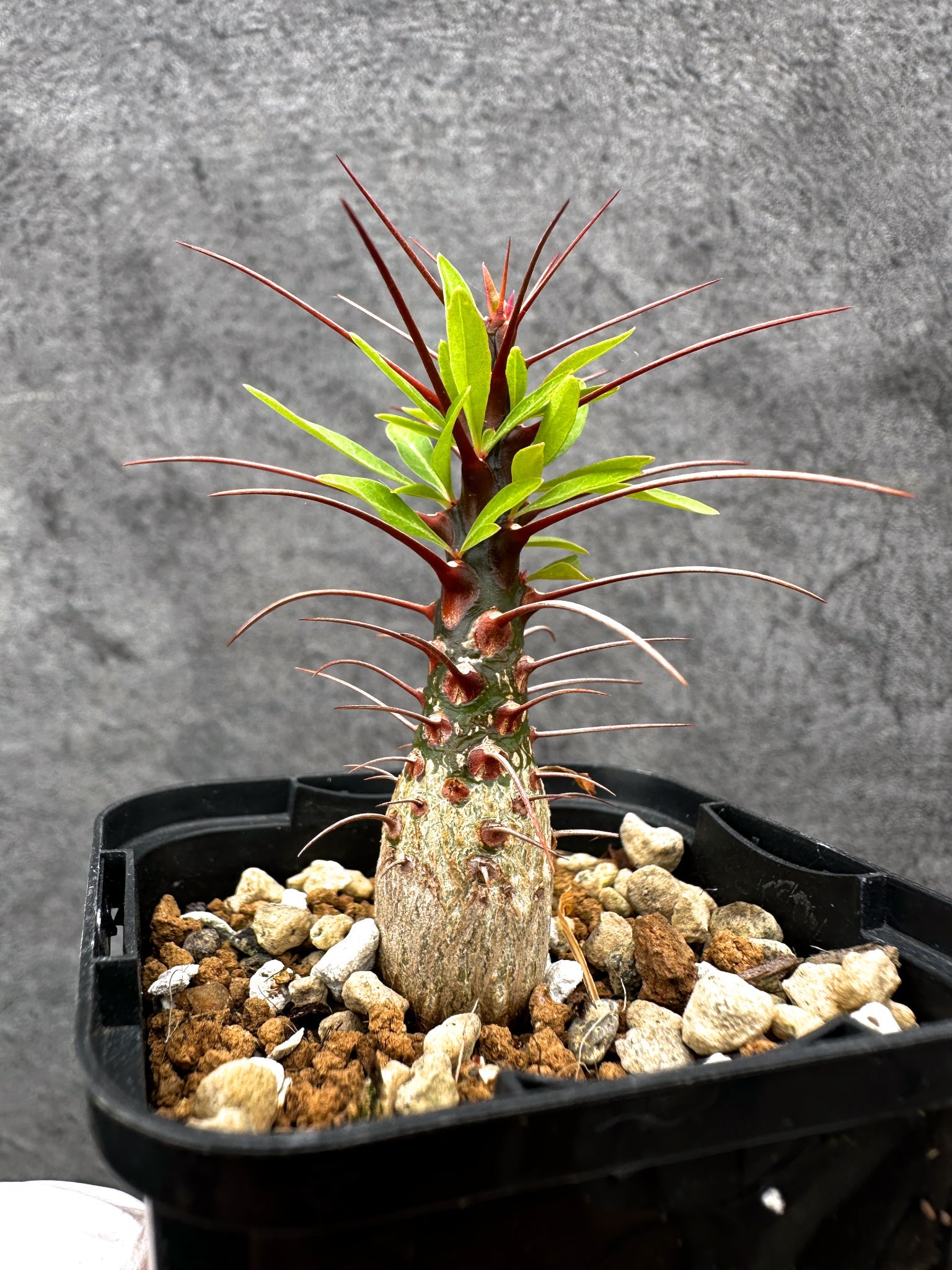 【明太子さん専用】フォークイエリア プルプシー　国内実生 フォークイエリア・プルプシー 実生【C25】 Fouquieria purpusii 塊根