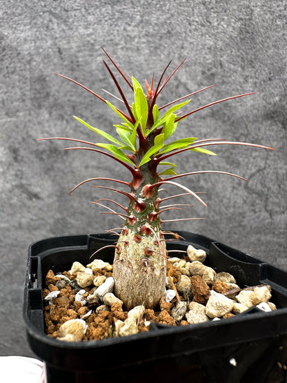 【現品限り】フォークイエリア・プルプシー 実生【C25】 Fouquieria purpusii