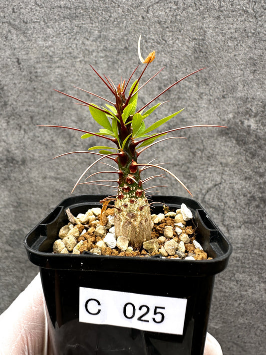 【現品限り】フォークイエリア・プルプシー 実生【C25】 Fouquieria purpusii