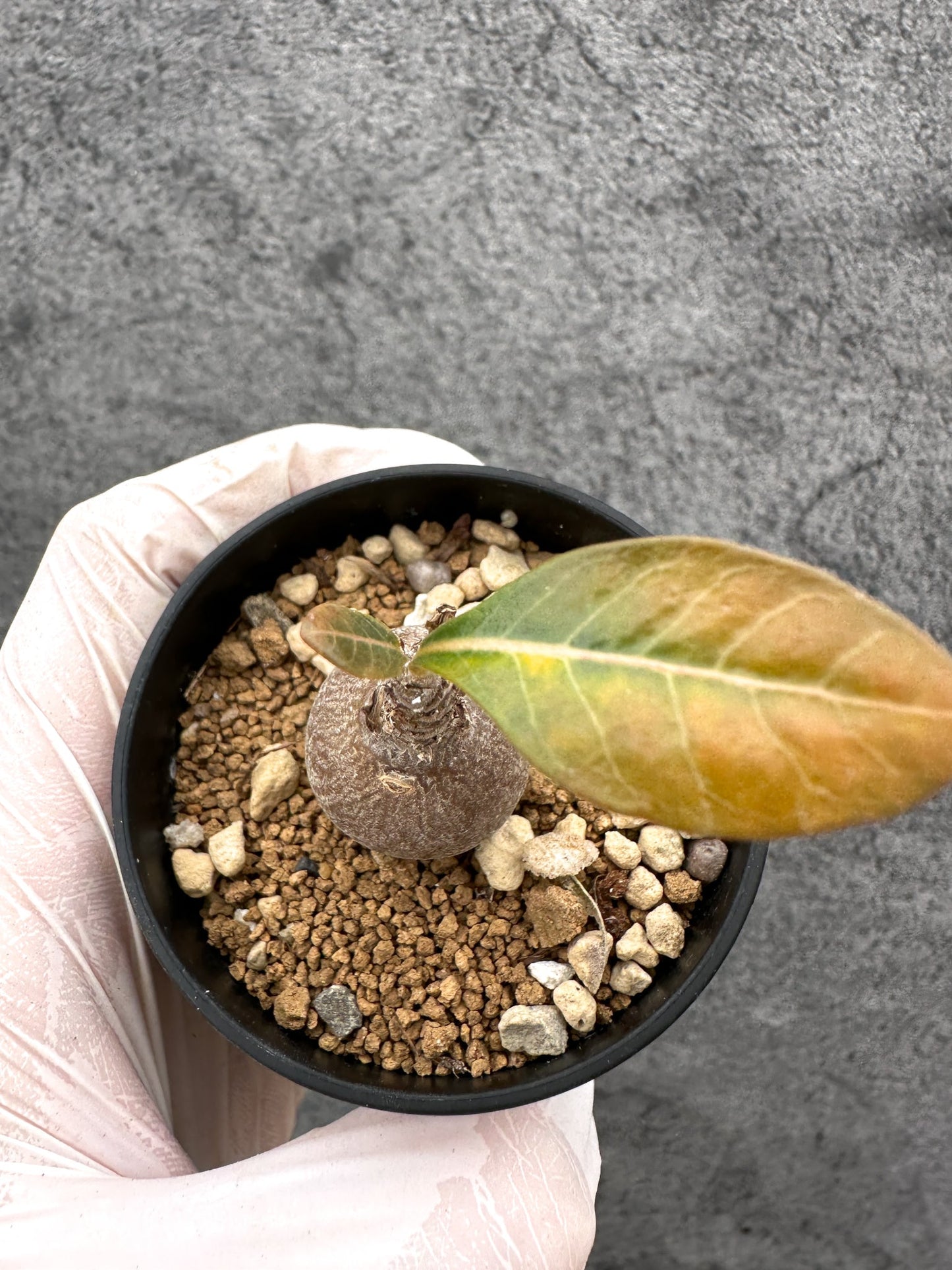 【現品限り】アデニウム・ソコトラナム 実生【C26】 Adenium socotranum