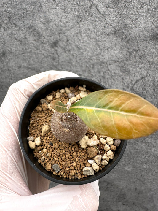 【現品限り】アデニウム・ソコトラナム 実生【C26】 Adenium socotranum