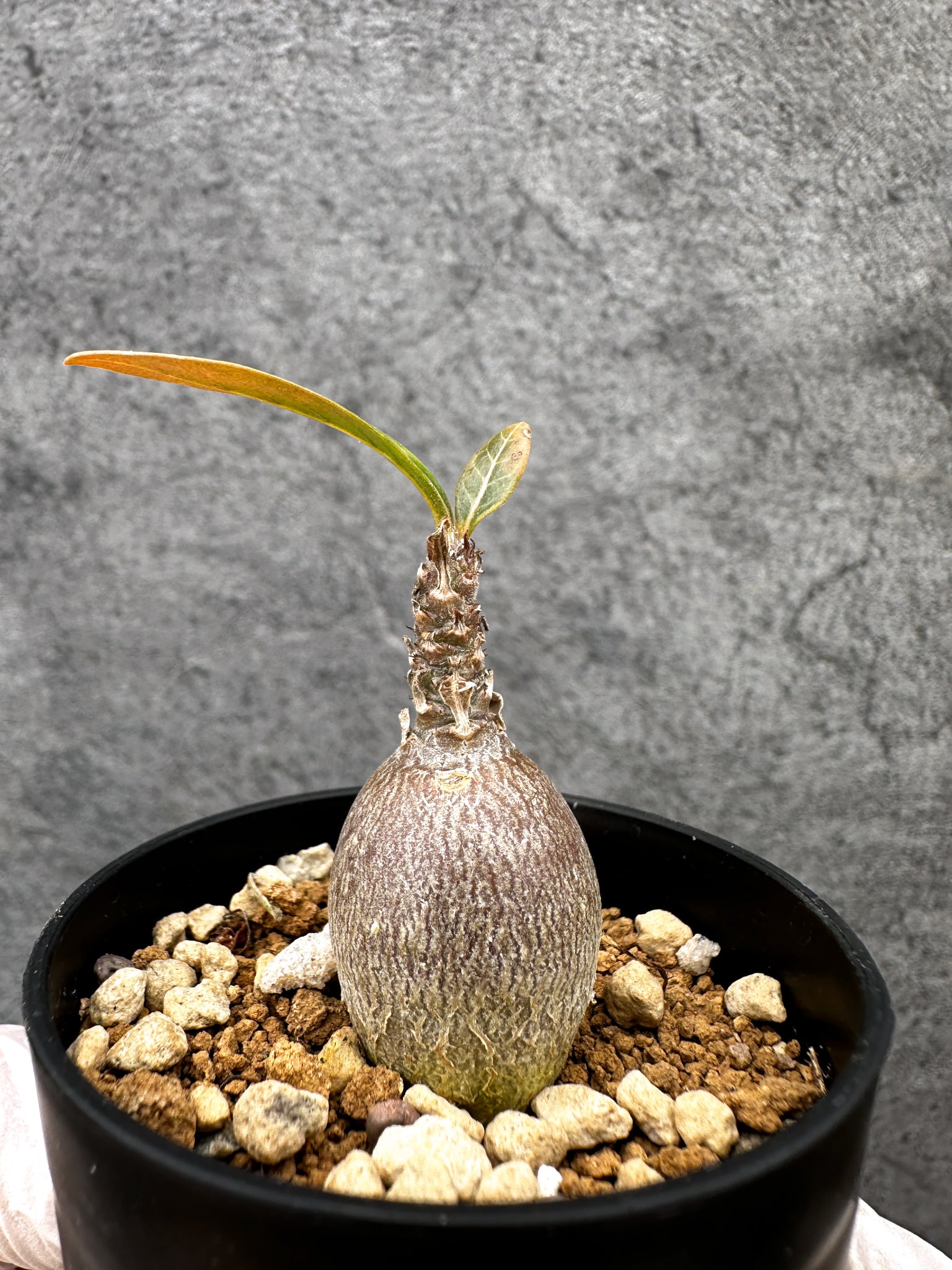 アデニウム・ソコトラナム 実生【C26】 Adenium socotranum 塊根植物