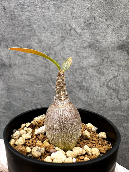 【現品限り】アデニウム・ソコトラナム 実生【C26】 Adenium socotranum