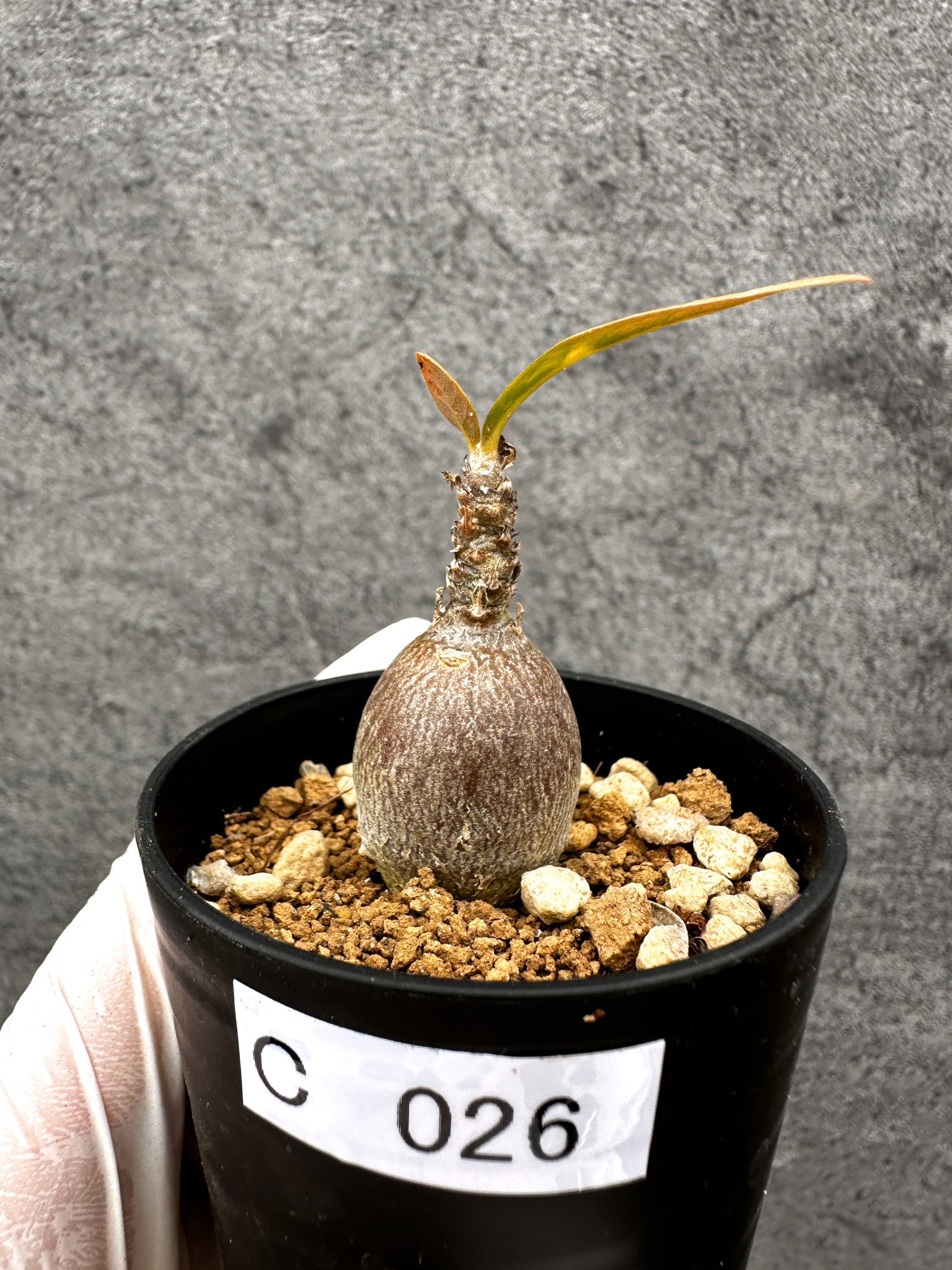 EMP アデニウム 純血 ソコトラナム 実生 / ソコトラ島産AD172 アデニウム・ソコトラナム 実生【C26】 Adenium socotranum 塊根植物