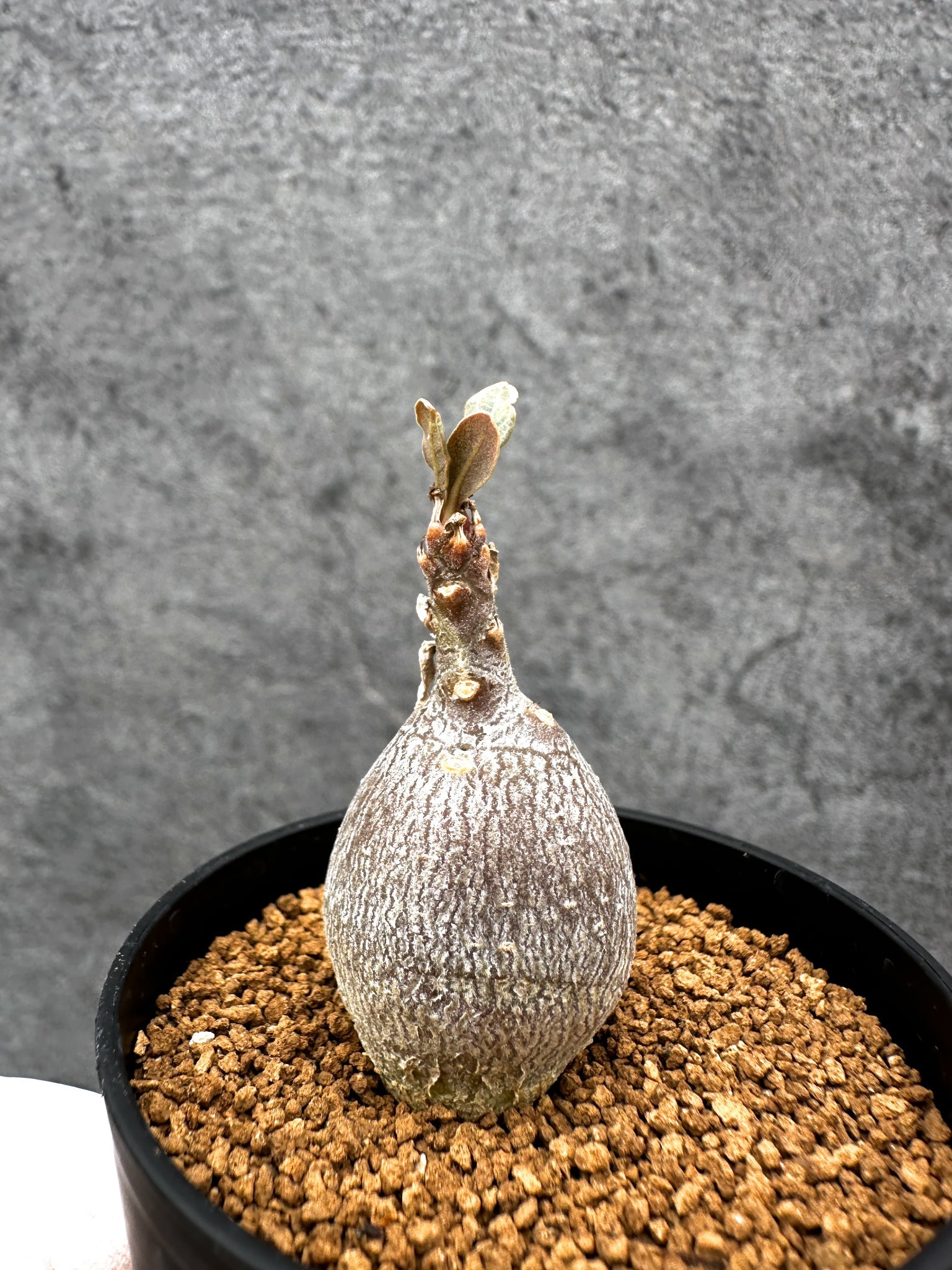 アデニウム・ソコトラナム 実生【C27】 Adenium socotranum 塊根植物