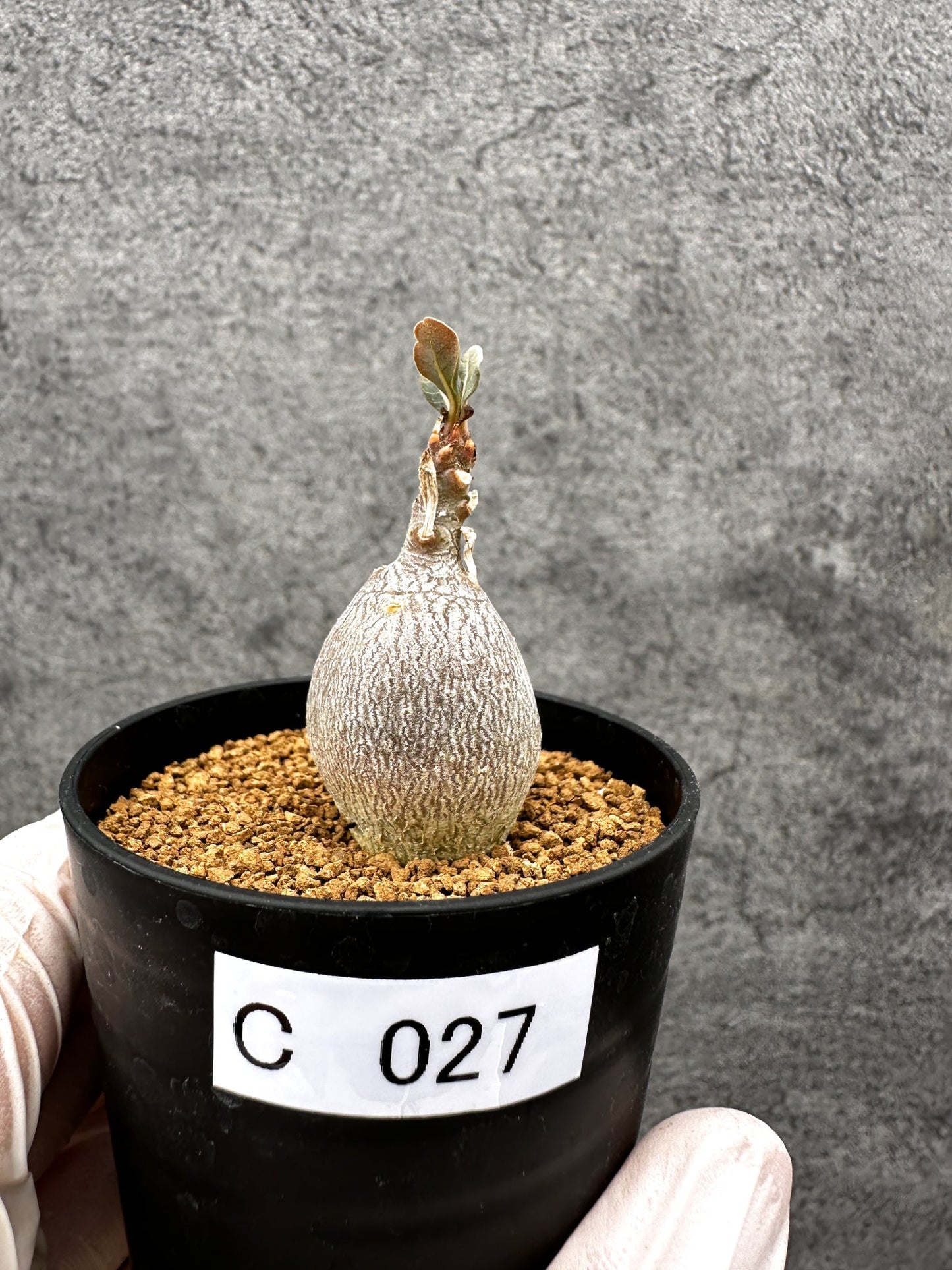 【現品限り】アデニウム・ソコトラナム 実生【C27】 Adenium socotranum