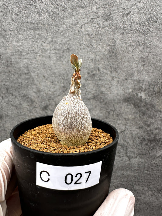 【現品限り】アデニウム・ソコトラナム 実生【C27】 Adenium socotranum