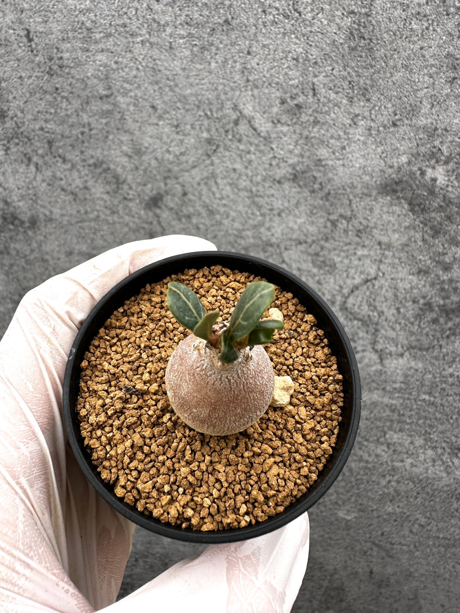 アデニウム・ソコトラナム 実生【C28】 Adenium socotranum 塊根植物