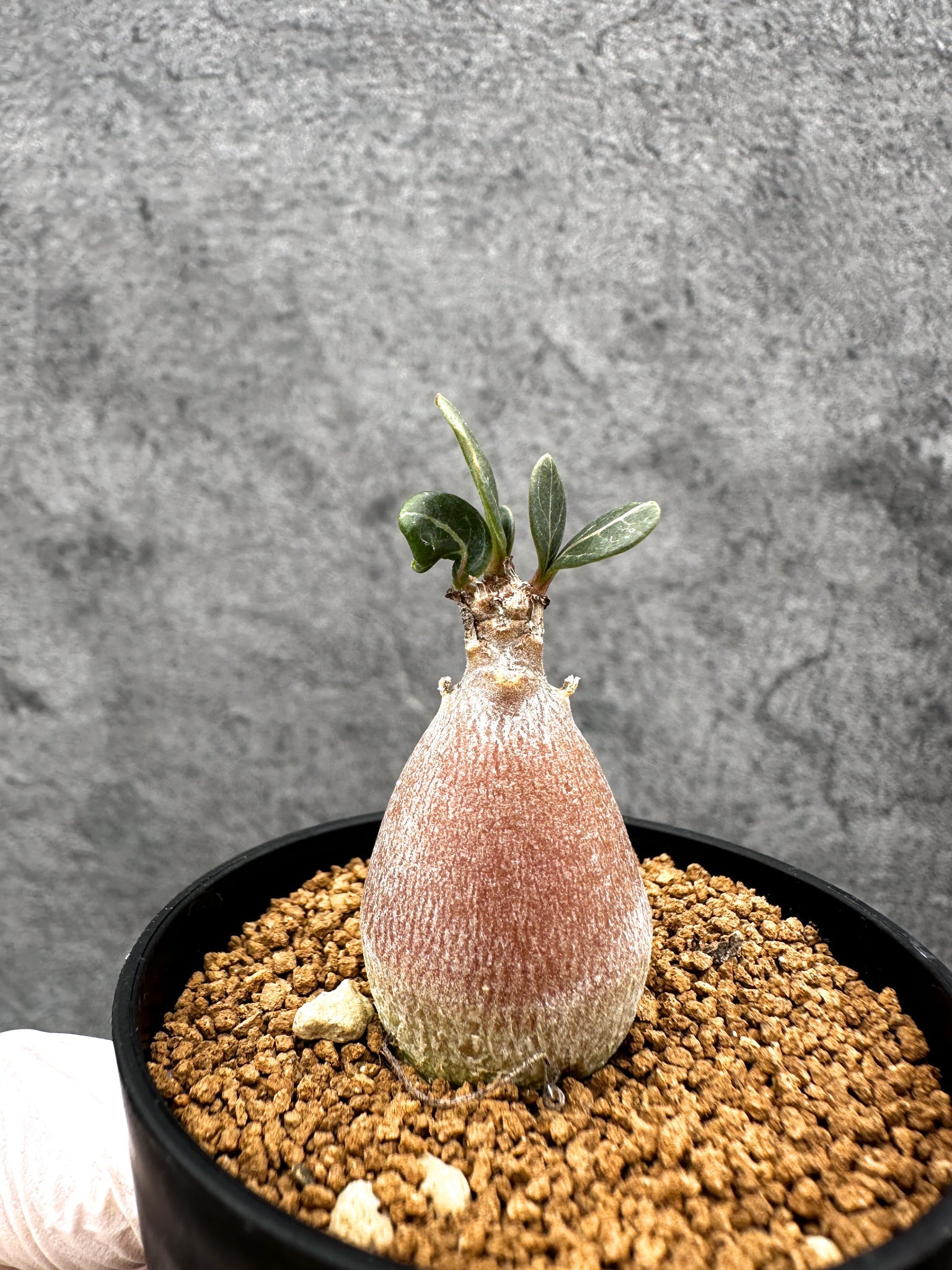 アデニウム・ソコトラナム 実生【C28】 Adenium socotranum 塊根植物