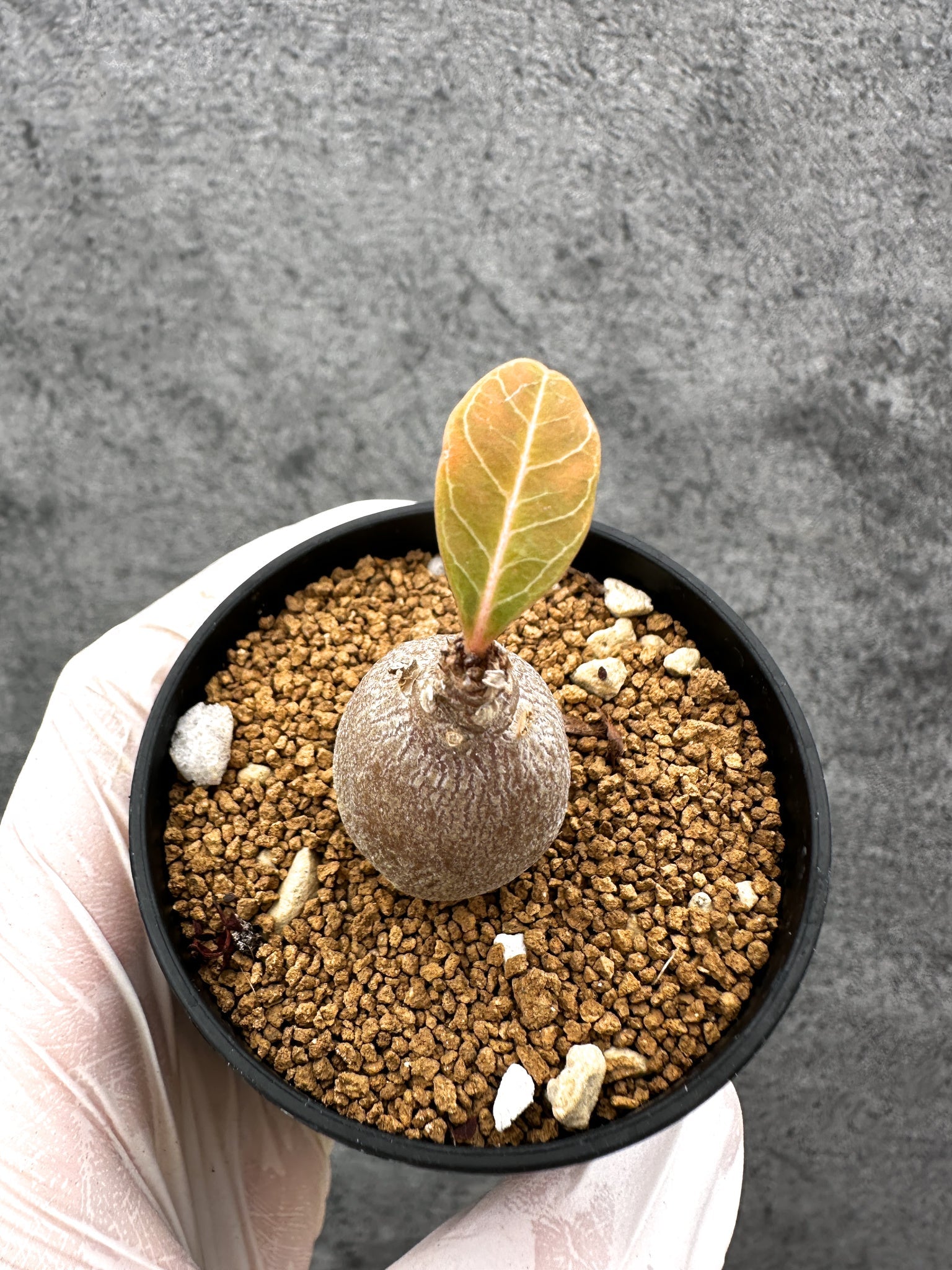 アデニウム・ソコトラナム 実生【C29】 Adenium socotranum 塊根植物