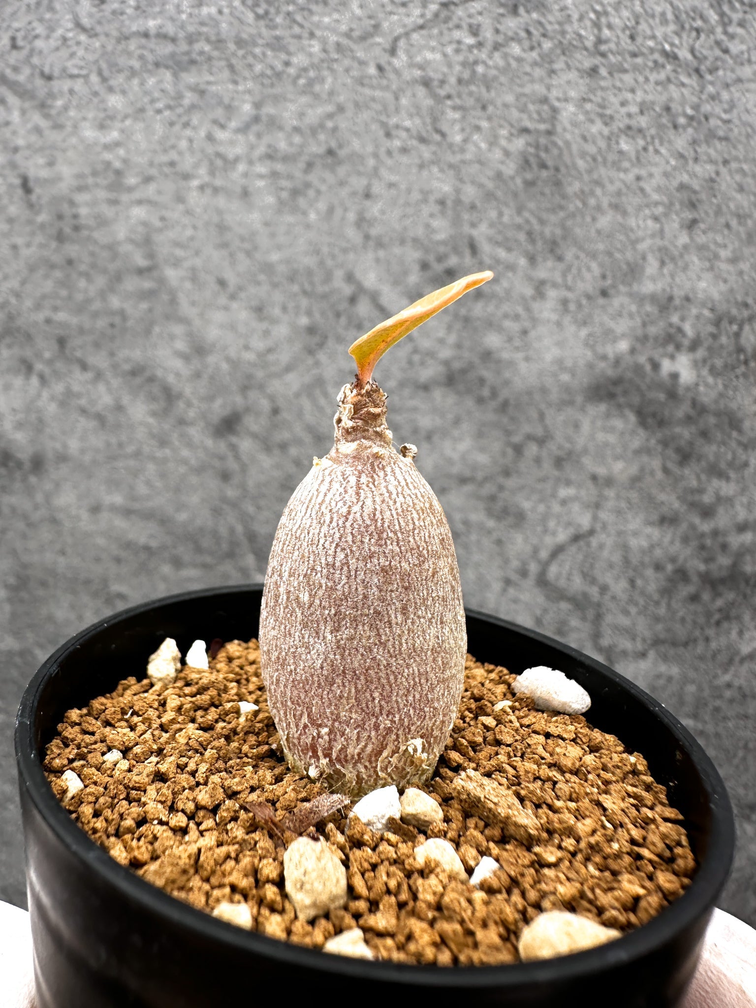 アデニウム・ソコトラナム 実生【C29】 Adenium socotranum 塊根植物