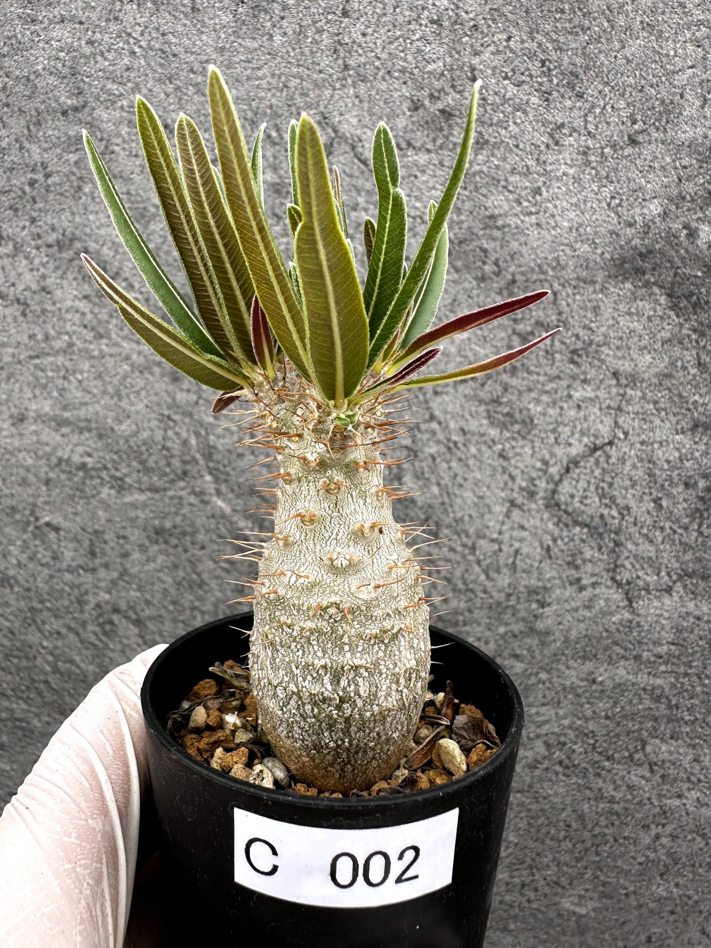 【現品限り】パキポディウム・グラキリス 実生【C2】 Pachypodium gracilius