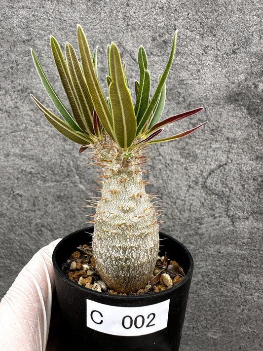 【現品限り】パキポディウム・グラキリス 実生【C2】 Pachypodium gracilius