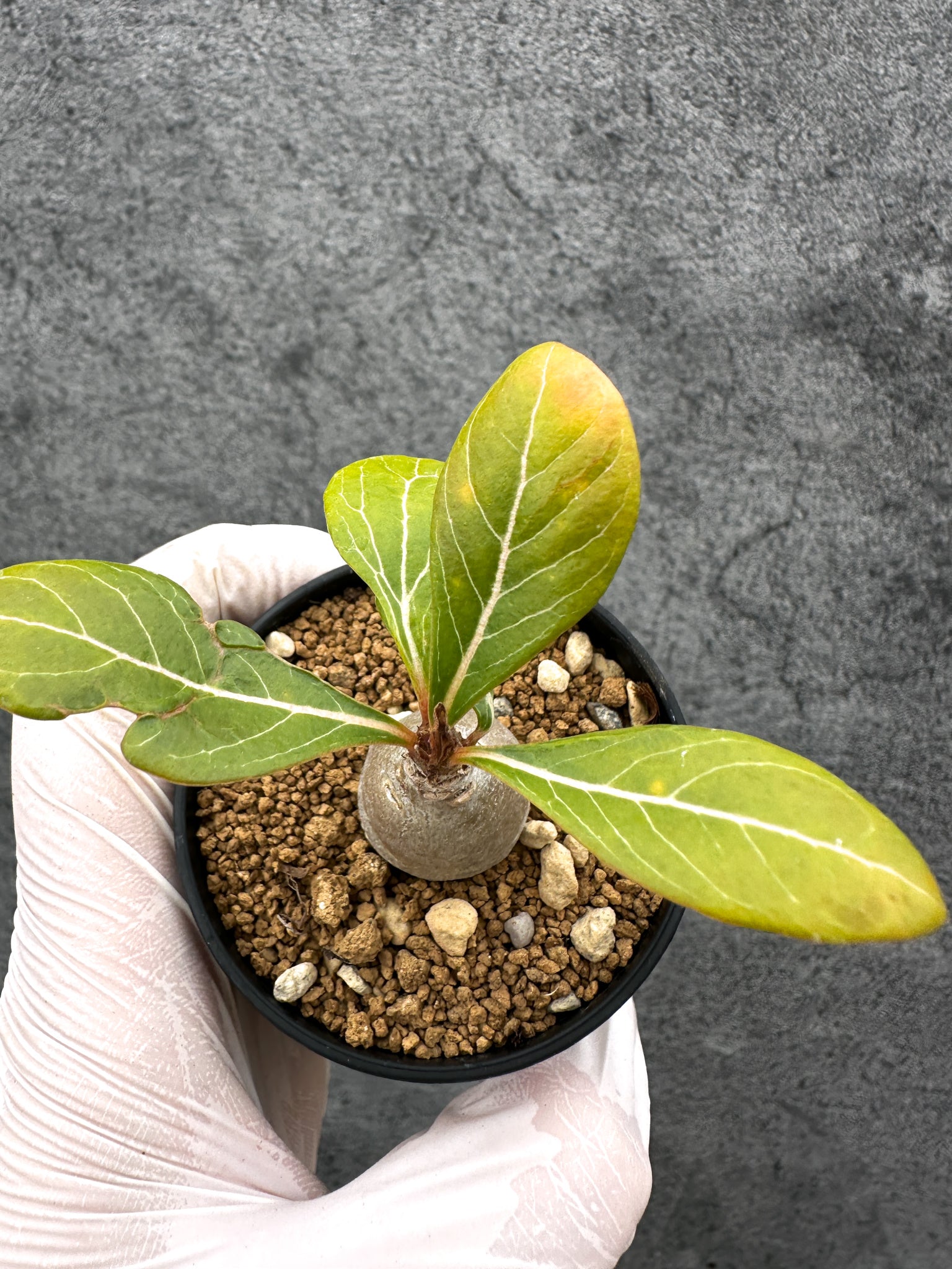 アデニウム・ソコトラナム 実生【C30】 Adenium socotranum 塊根植物