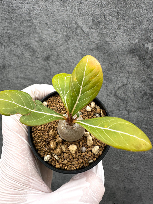 【現品限り】アデニウム・ソコトラナム 実生【C30】 Adenium socotranum