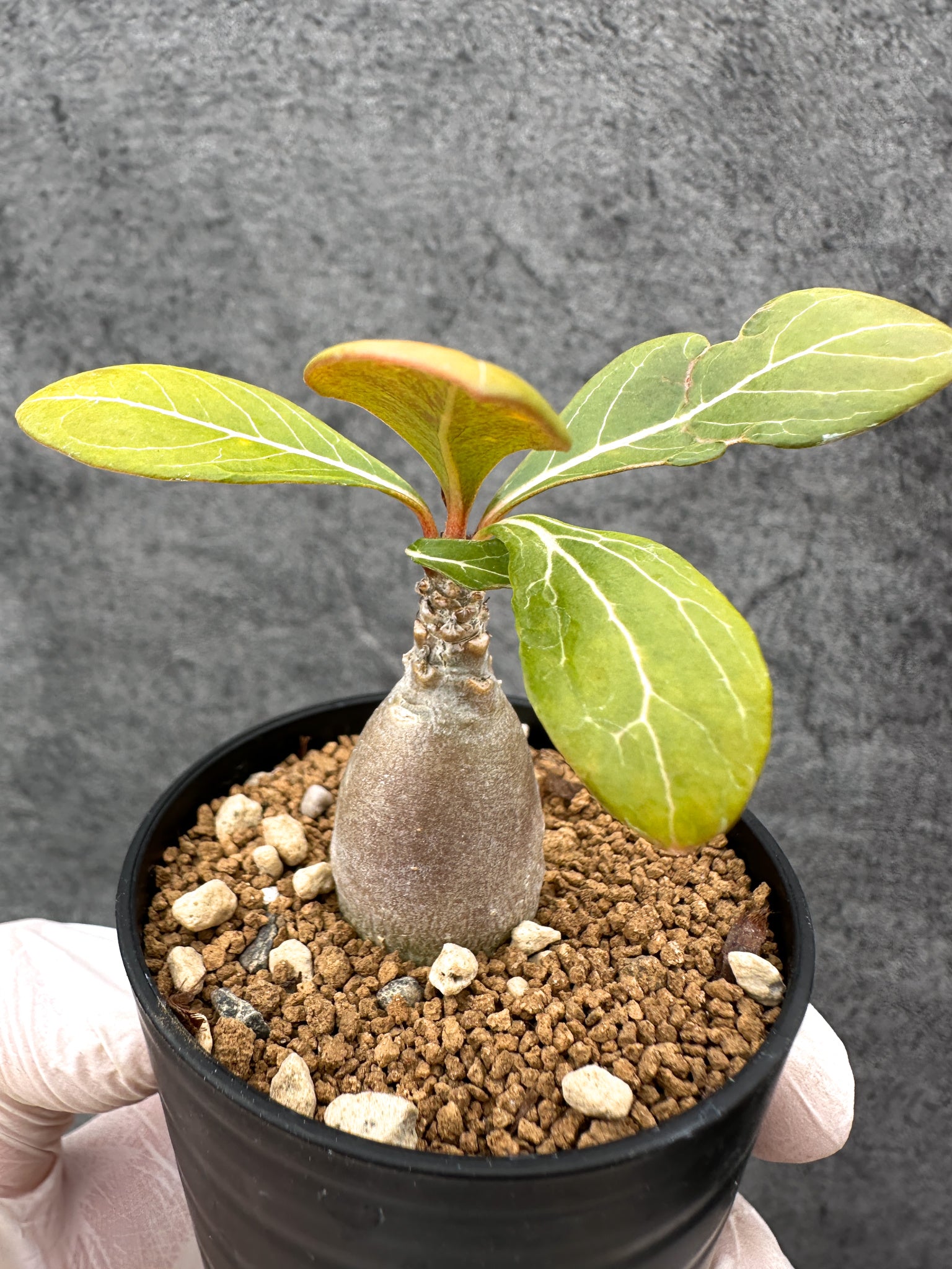 アデニウム・ソコトラナム 実生【C30】 Adenium socotranum 塊根植物