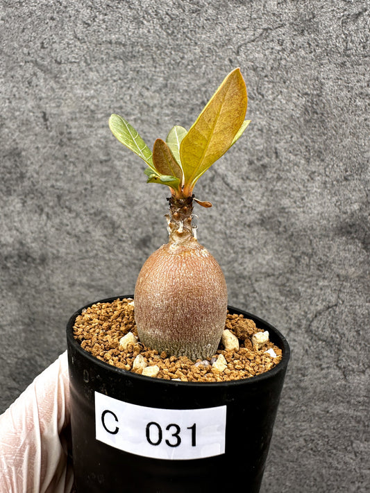 【現品限り】アデニウム・ソコトラナム 実生【C31】 Adenium socotranum