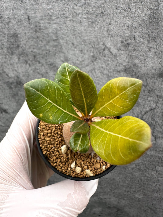 【現品限り】アデニウム・ソコトラナム 実生【C31】 Adenium socotranum