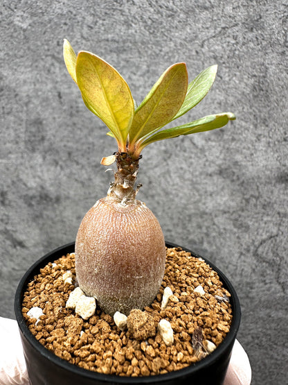 【現品限り】アデニウム・ソコトラナム 実生【C31】 Adenium socotranum
