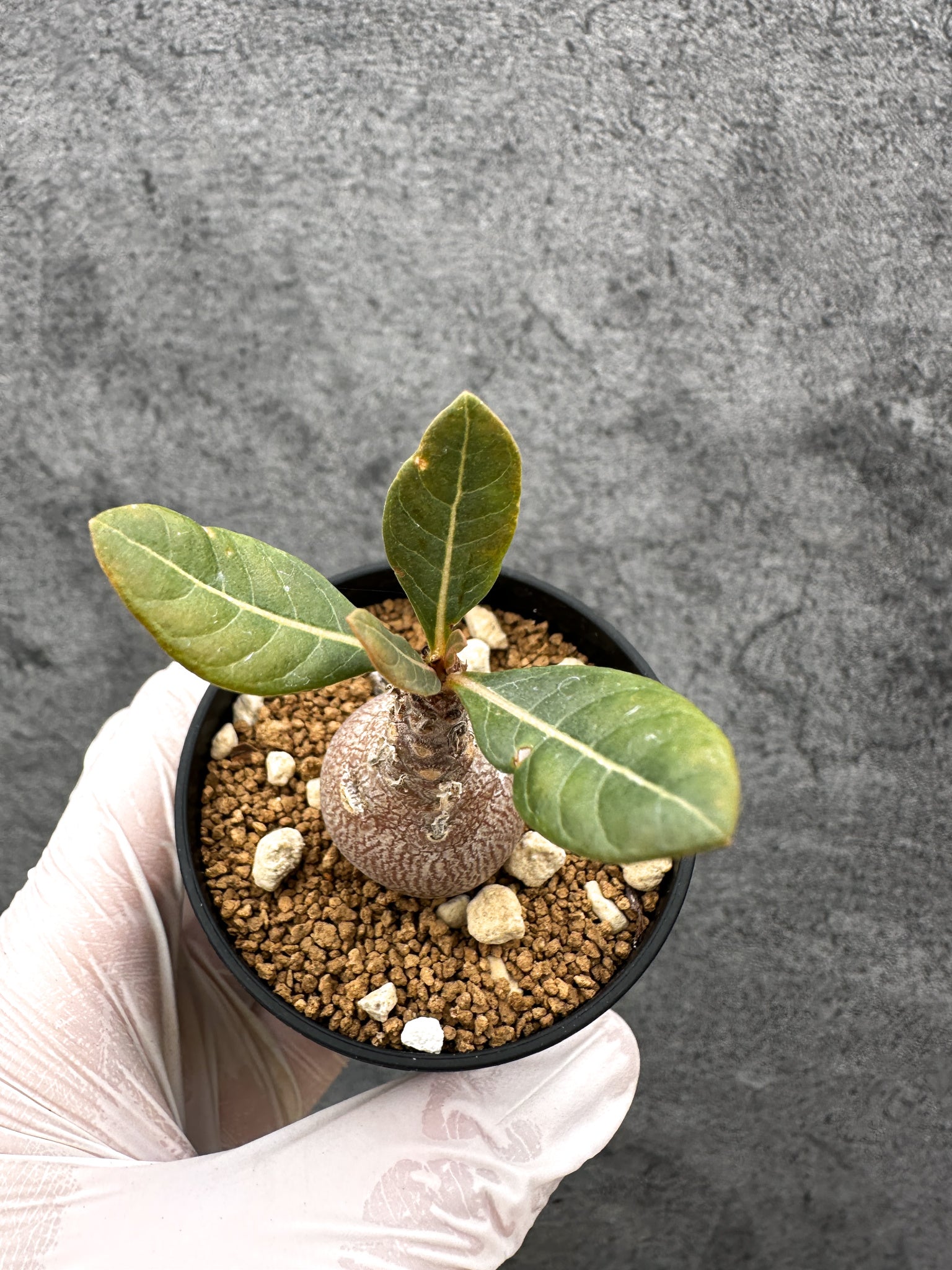 アデニウム・ソコトラナム 実生【C32】 Adenium socotranum 塊根植物