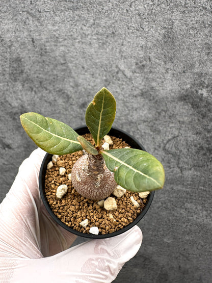 【現品限り】アデニウム・ソコトラナム 実生【C32】 Adenium socotranum