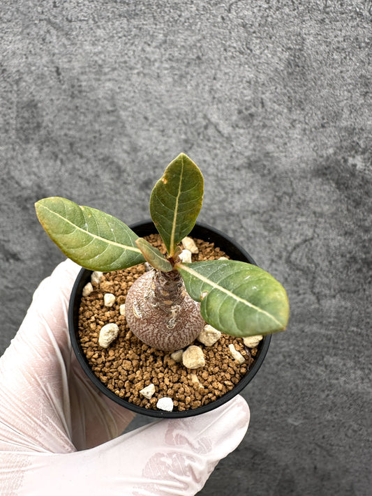 【現品限り】アデニウム・ソコトラナム 実生【C32】 Adenium socotranum
