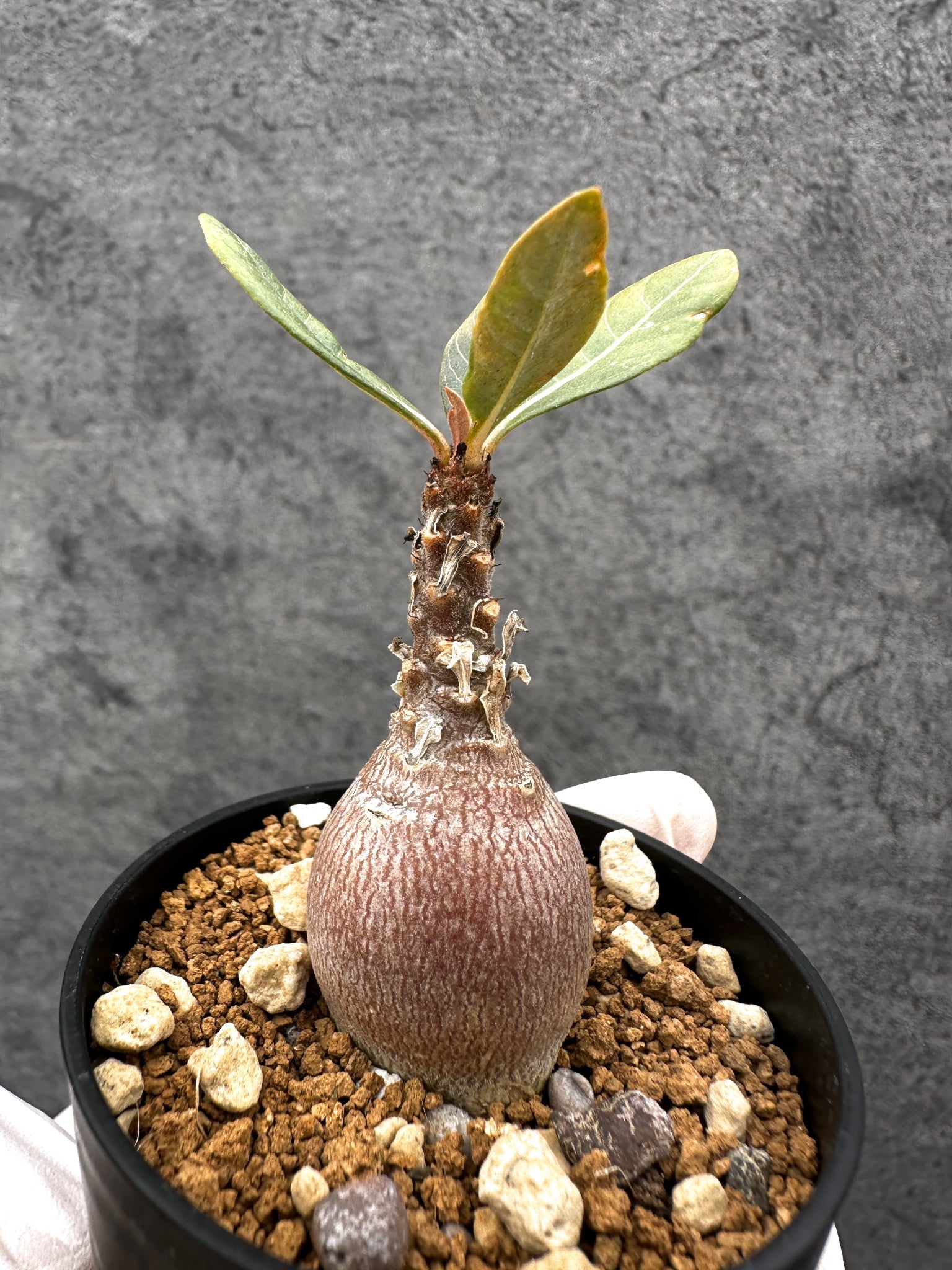 アデニウム・ソコトラナム 実生【C32】 Adenium socotranum 塊根植物