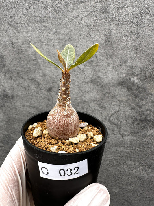 【現品限り】アデニウム・ソコトラナム 実生【C32】 Adenium socotranum