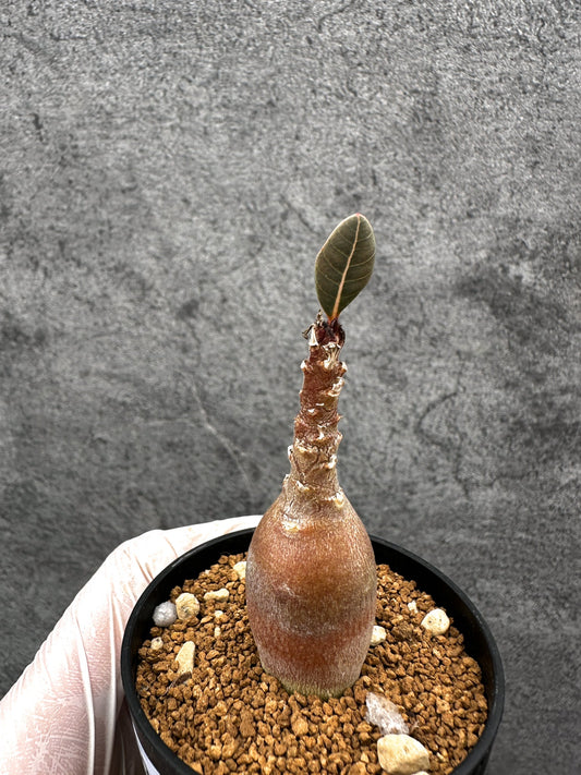 【現品限り】アデニウム・ソコトラナム 実生【C33】 Adenium socotranum