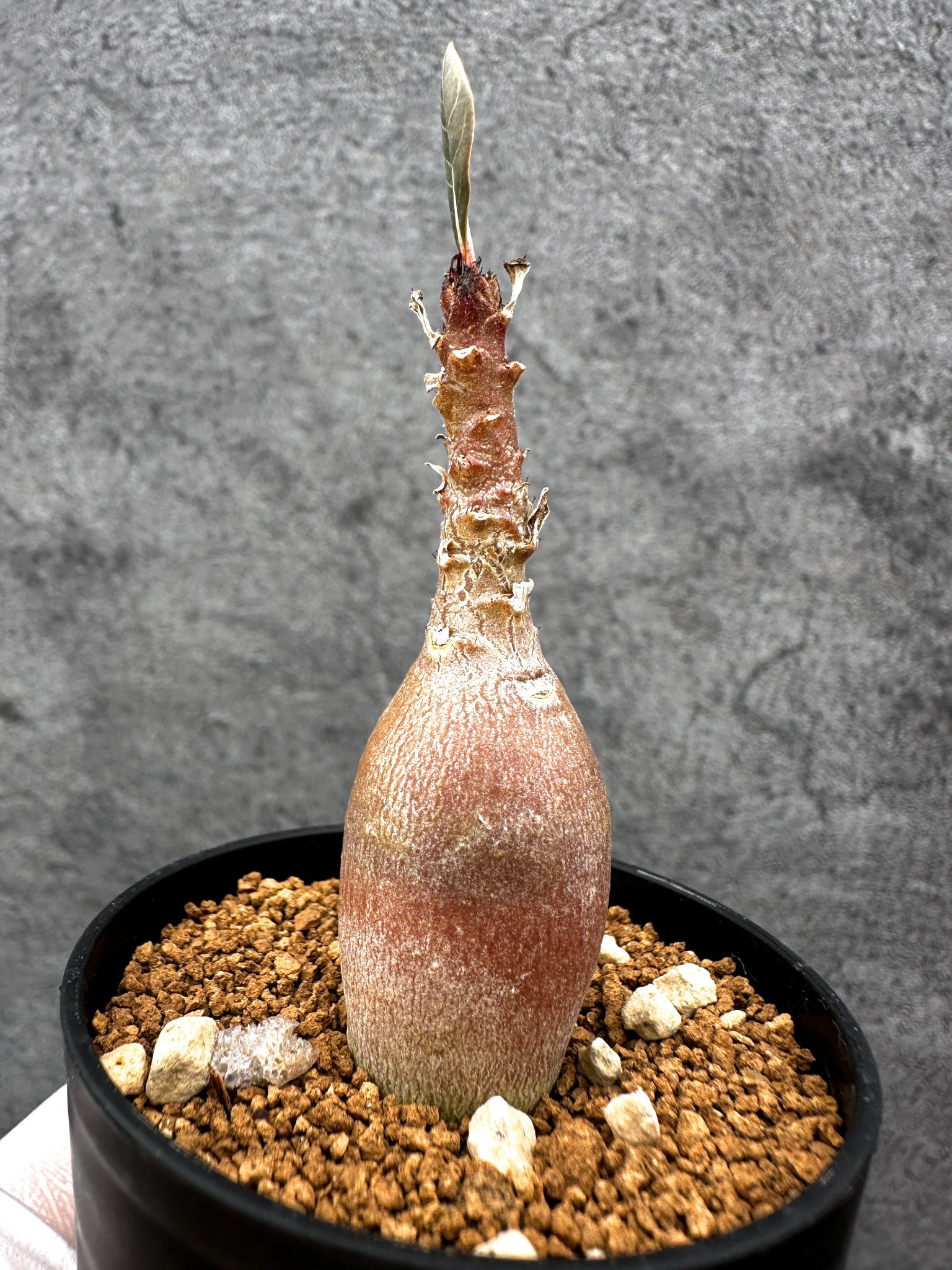 アデニウム・ソコトラナム 実生【C33】 Adenium socotranum 塊根植物