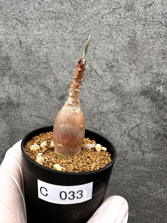 【現品限り】アデニウム・ソコトラナム 実生【C33】 Adenium socotranum