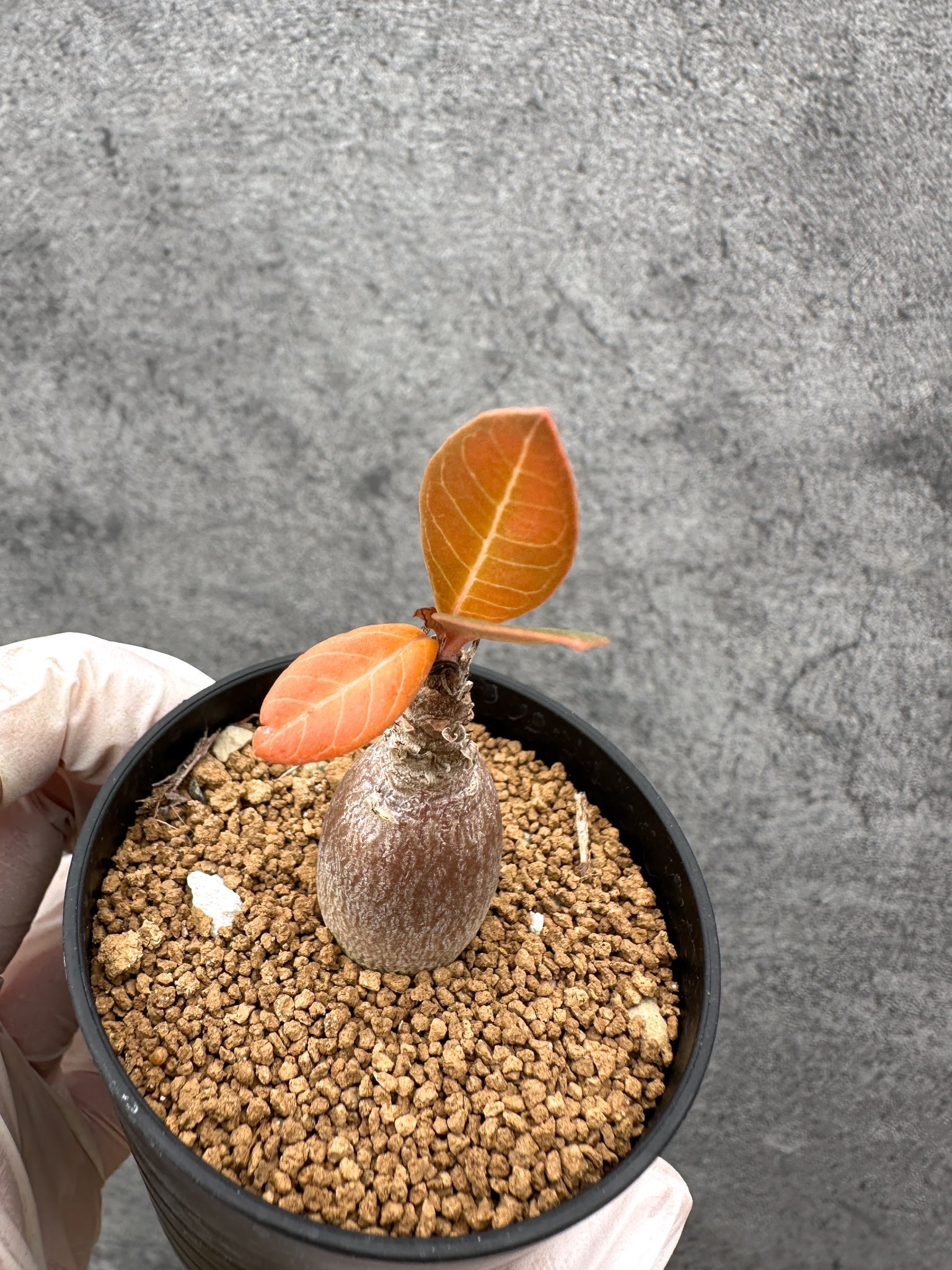 アデニウム・ソコトラナム 実生【C34】 Adenium socotranum 塊根植物