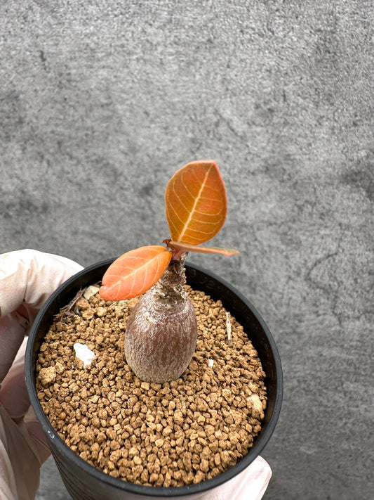 【現品限り】アデニウム・ソコトラナム 実生【C34】 Adenium socotranum