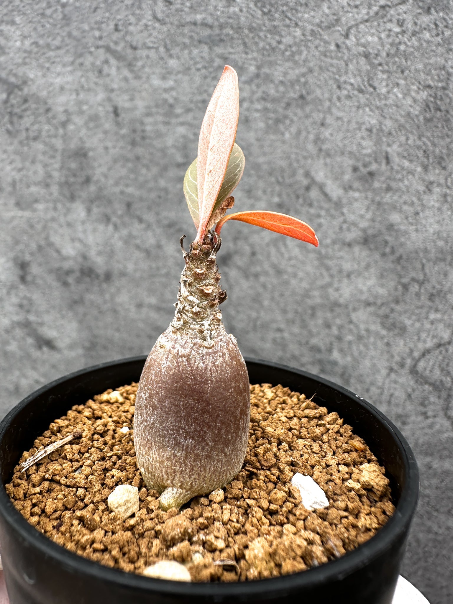 アデニウム・ソコトラナム 実生【C34】 Adenium socotranum 塊根植物