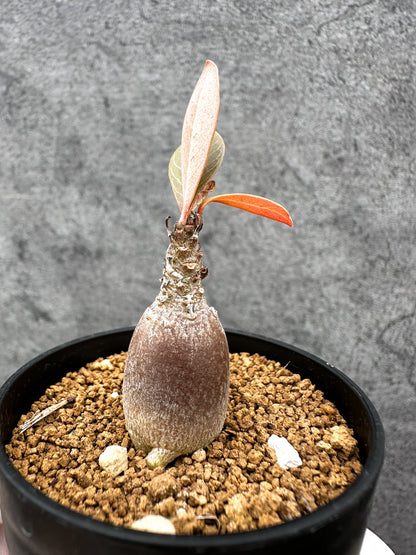 【現品限り】アデニウム・ソコトラナム 実生【C34】 Adenium socotranum