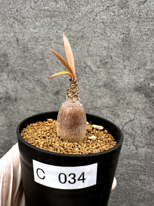 【現品限り】アデニウム・ソコトラナム 実生【C34】 Adenium socotranum