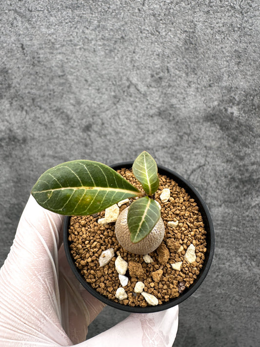 【現品限り】アデニウム・ソコトラナム 実生【C35】 Adenium socotranum