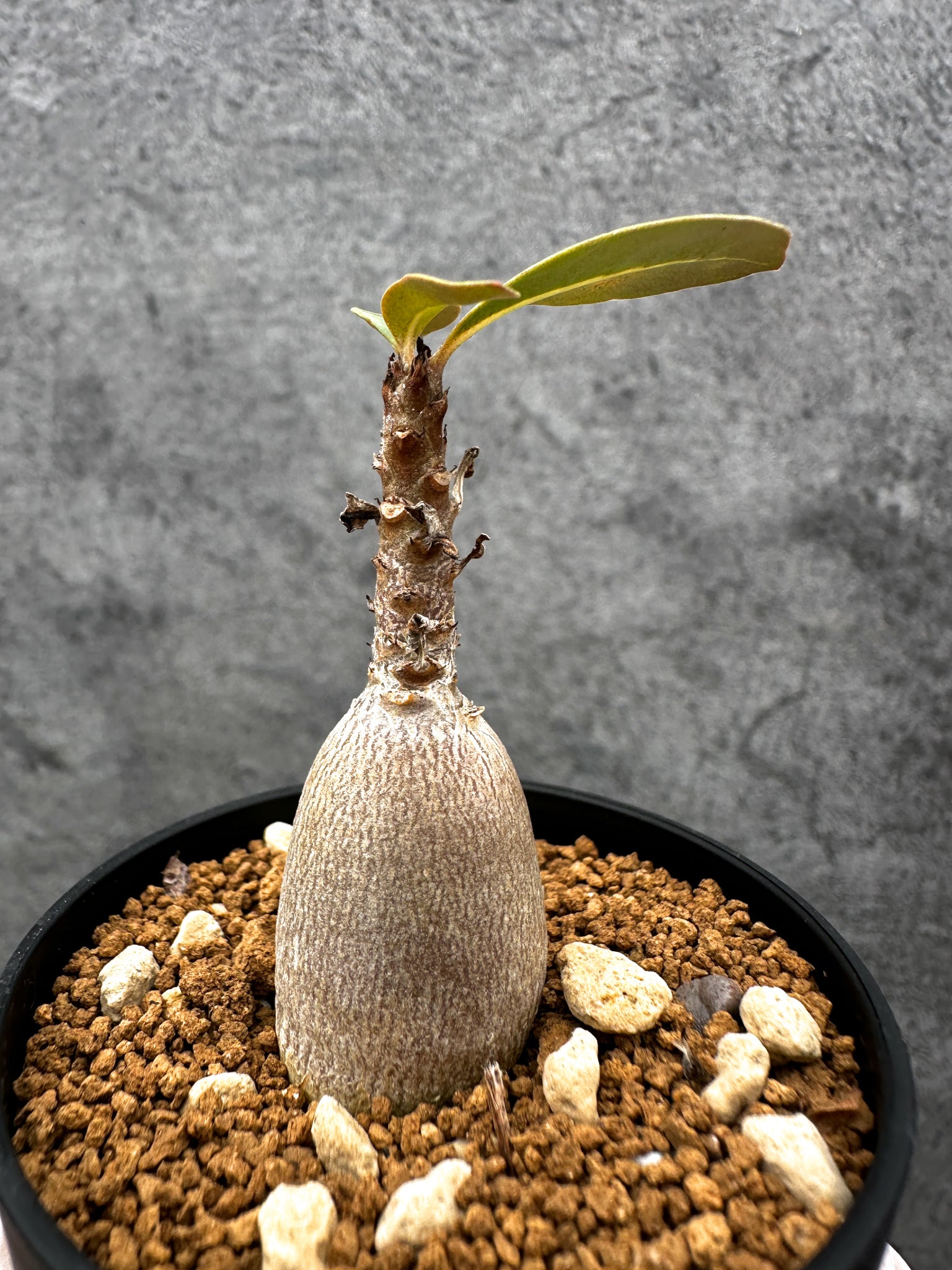 アデニウム・ソコトラナム 実生【C35】 Adenium socotranum 塊根植物