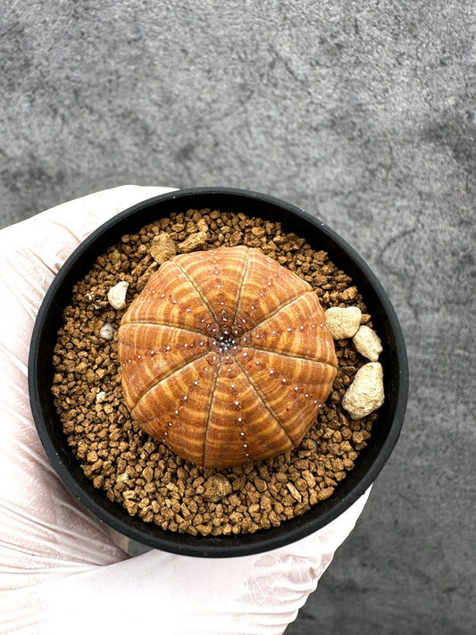 【現品限り】ユーフォルビア・オベサ 実生【C36】 Euphorbia obesa