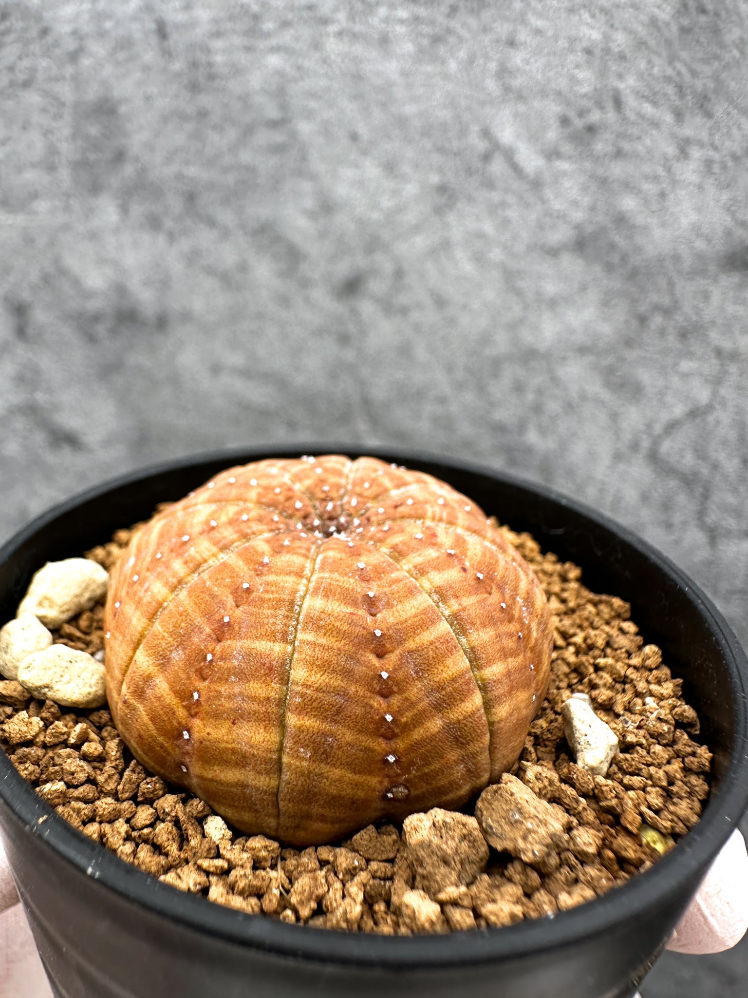 ユーフォルビア・オベサ 実生【C36】 Euphorbia obesa 塊根植物