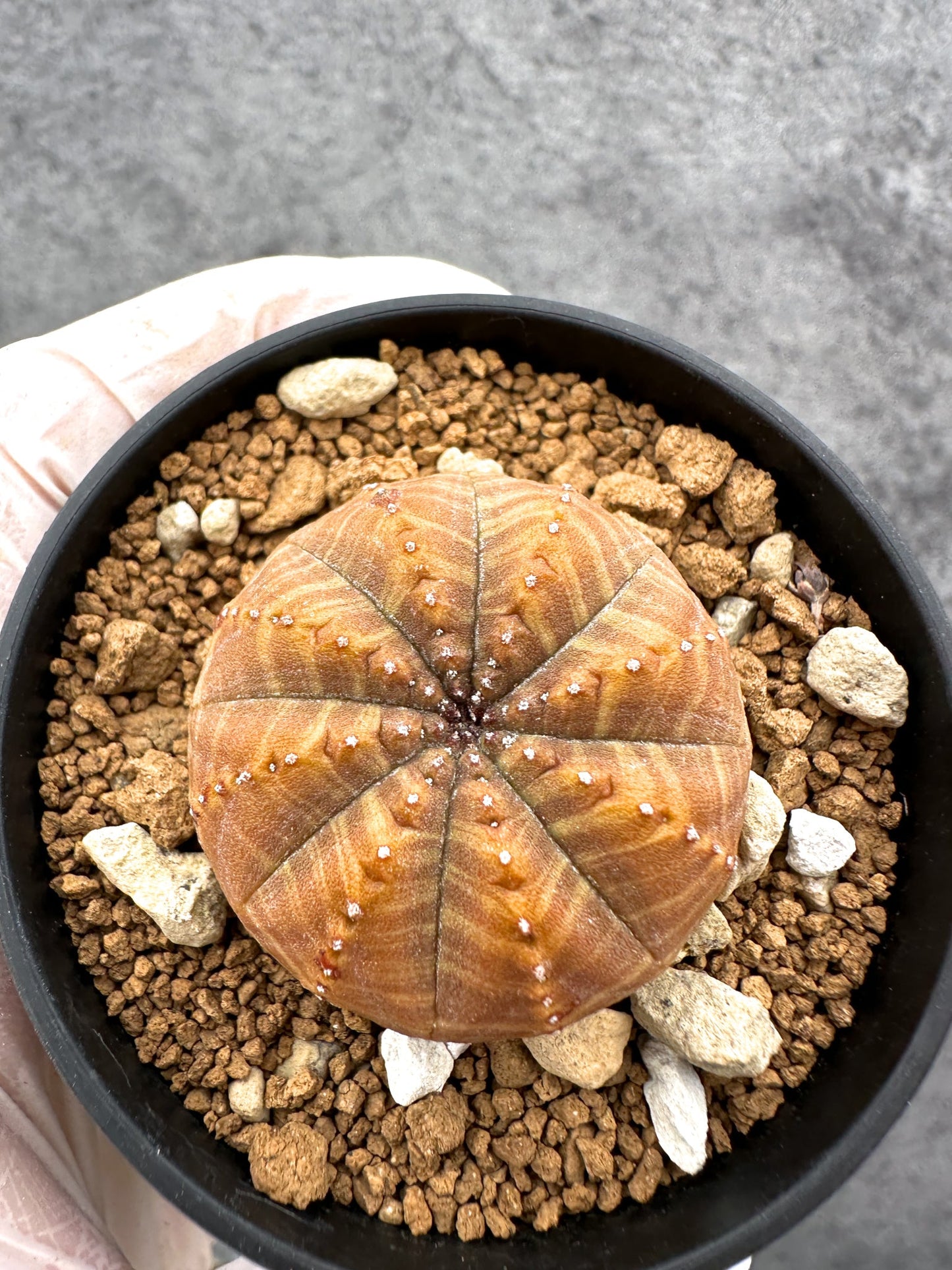 【現品限り】ユーフォルビア・オベサ 実生【C37】 Euphorbia obesa