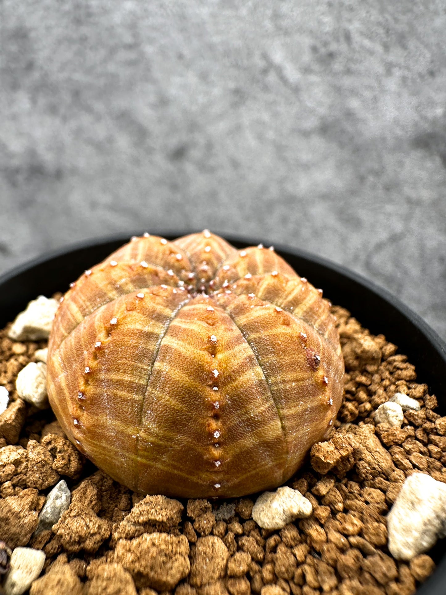 【現品限り】ユーフォルビア・オベサ 実生【C37】 Euphorbia obesa
