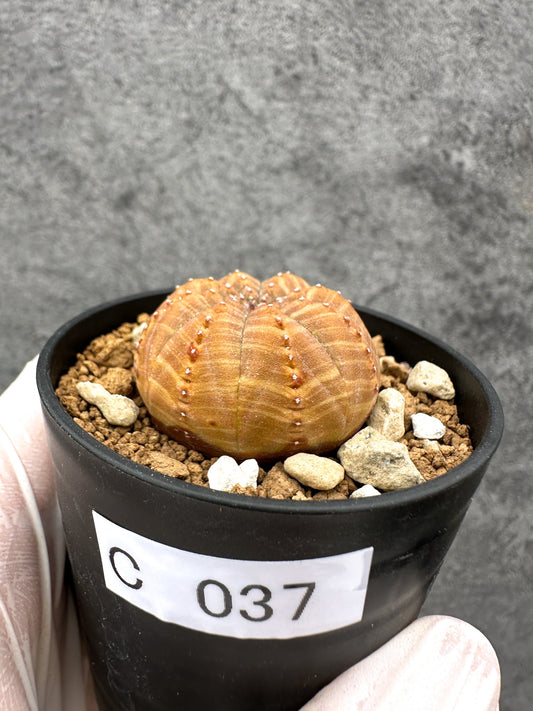 【現品限り】ユーフォルビア・オベサ 実生【C37】 Euphorbia obesa