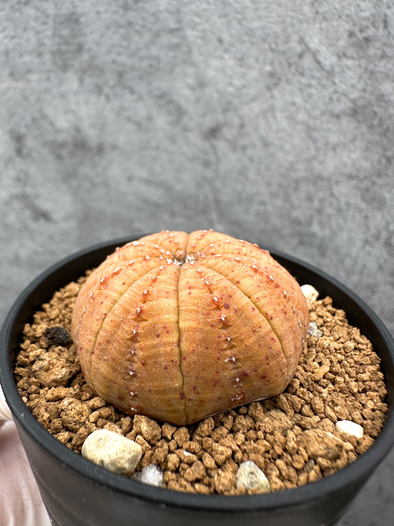 ユーフォルビア・オベサ 実生【C38】 Euphorbia obesa 塊根植物