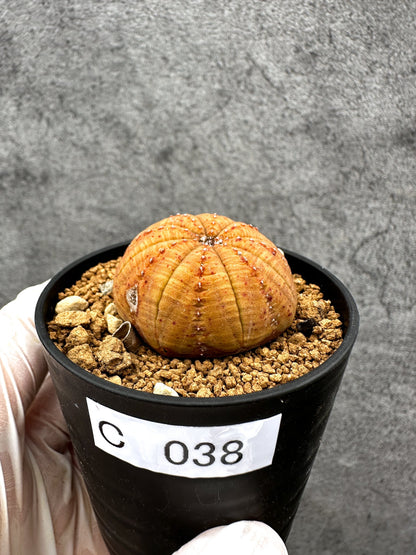 【現品限り】ユーフォルビア・オベサ 実生【C38】 Euphorbia obesa