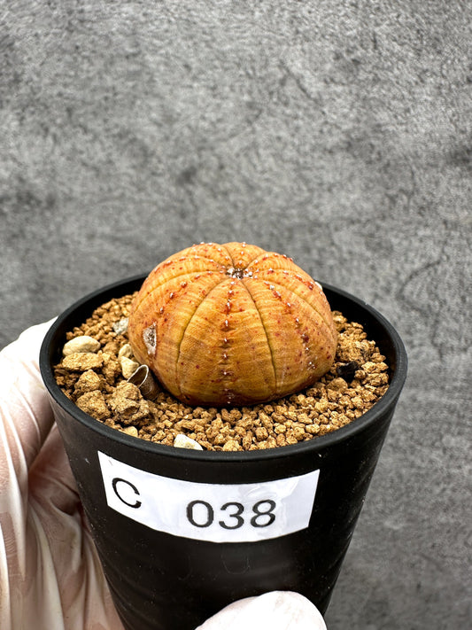 【現品限り】ユーフォルビア・オベサ 実生【C38】 Euphorbia obesa