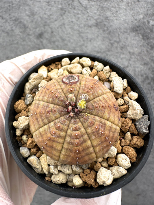 【現品限り】ユーフォルビア・オベサ オス 実生【C39】 Euphorbia obesa